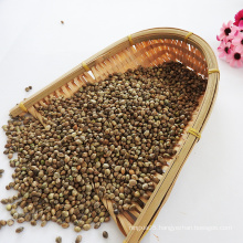 Wholesale bulk hemp seed with export  hemp seeds